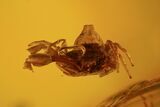 Fossil Pseudoscorpion (Arachnid) Preserved In Baltic Amber #94019-1